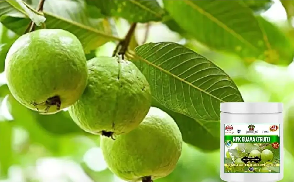 Sansar Agro - NPK Guava Fruit