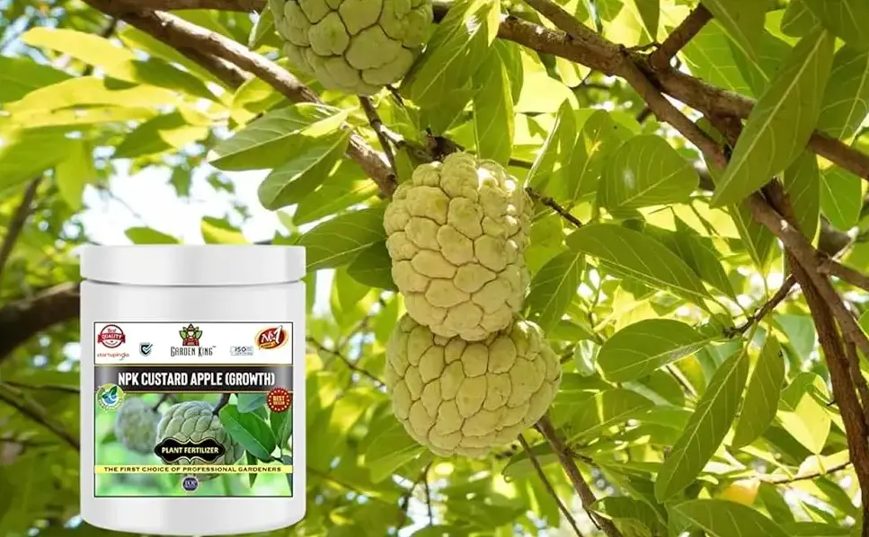 Sansar Agro - NPK Custard Apple Fruit