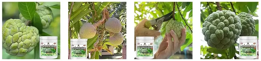 Sansar Agro - NPK Custard Apple Fruit