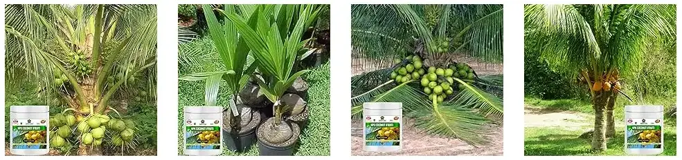 Sansar Agro - NPK Coconut Fruit