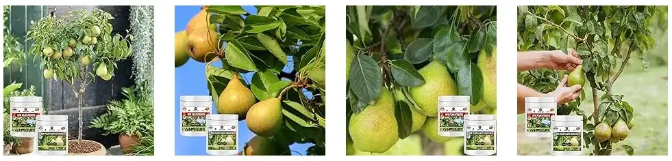 Sansar Agro - NPK Pear Fruit