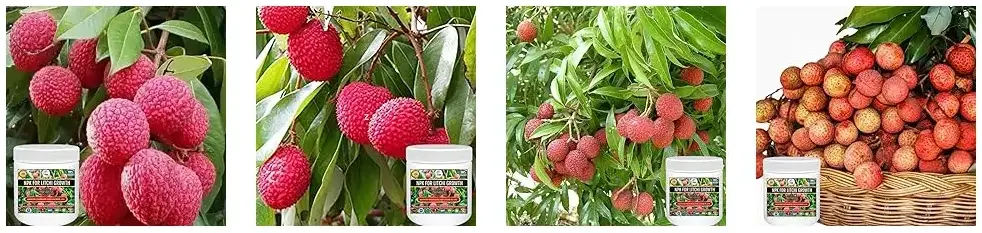 Sansar Agro - NPK Litchi Fruit