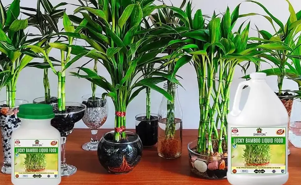 Sansar Agro - Lucky Bamboo Liquid Food Fertilizer