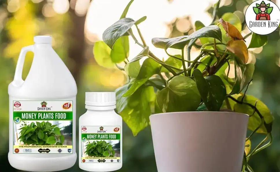 Sansar Agro - Money Plant Liquid Food Fertilizer