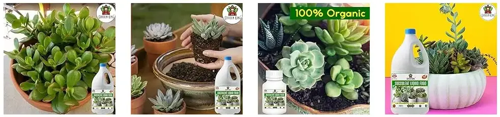 Sansar Agro - Succulent Liquid Food Fertilizer