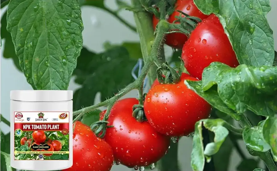 Sansar Agro NPK Tomato Plant