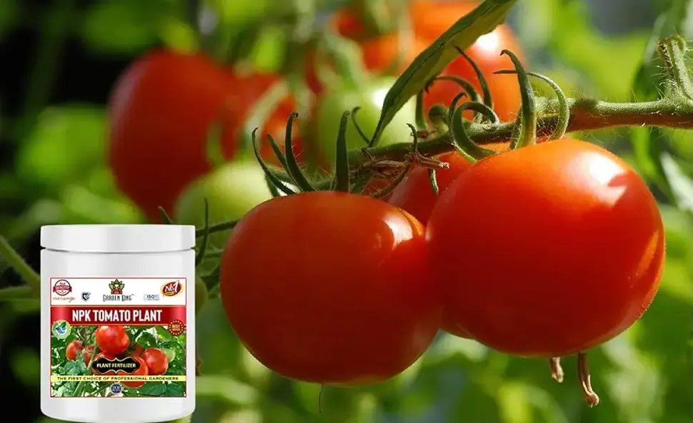 Sansar Agro NPK Tomato Plant
