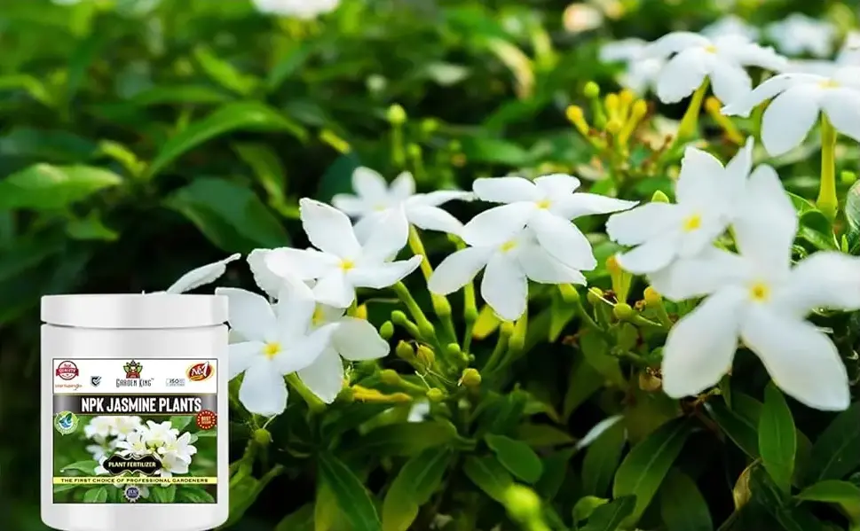 Sansar Agro NPK Jasmine Plant