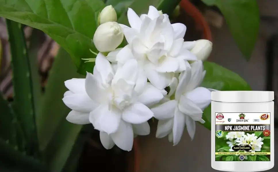 Sansar Agro NPK Jasmine Plant