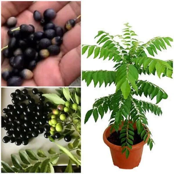 Sansar_Green_curry_Plant_Seeds