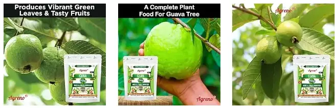 Agreno Guava Buds and Fruit Booster