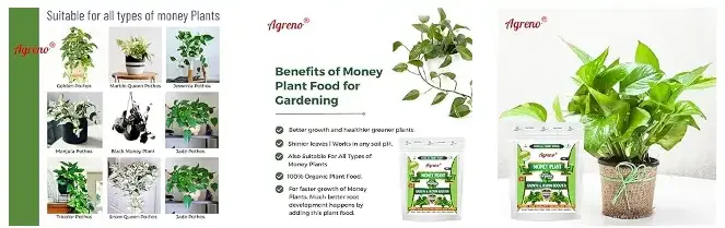 Agreno Money Plant Growth and Bloom Booster