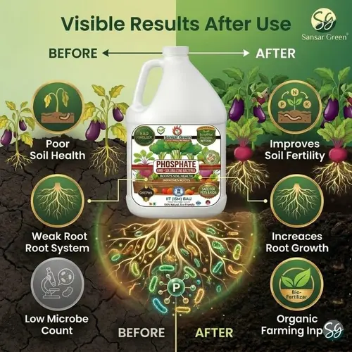 Sansar_Green_Phosphate_KMB_Solubilizing_Bacteria_Liquid_Bi_ Fertilizer (2)