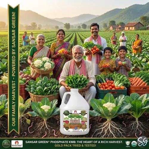 Sansar_Green_Phosphate_KMB_Solubilizing_Bacteria_Liquid_Bi_ Fertilizer (5)