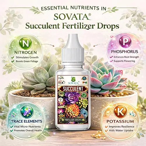 Sovata_Succulent_Fertilizer_Drops, (4) Sovata Succulent Fertilizer Drops